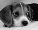 beagle.jpg 4