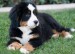 bernese-mountain-puppy.jpg